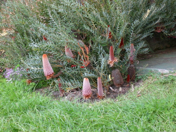 Banksia blechnifolia