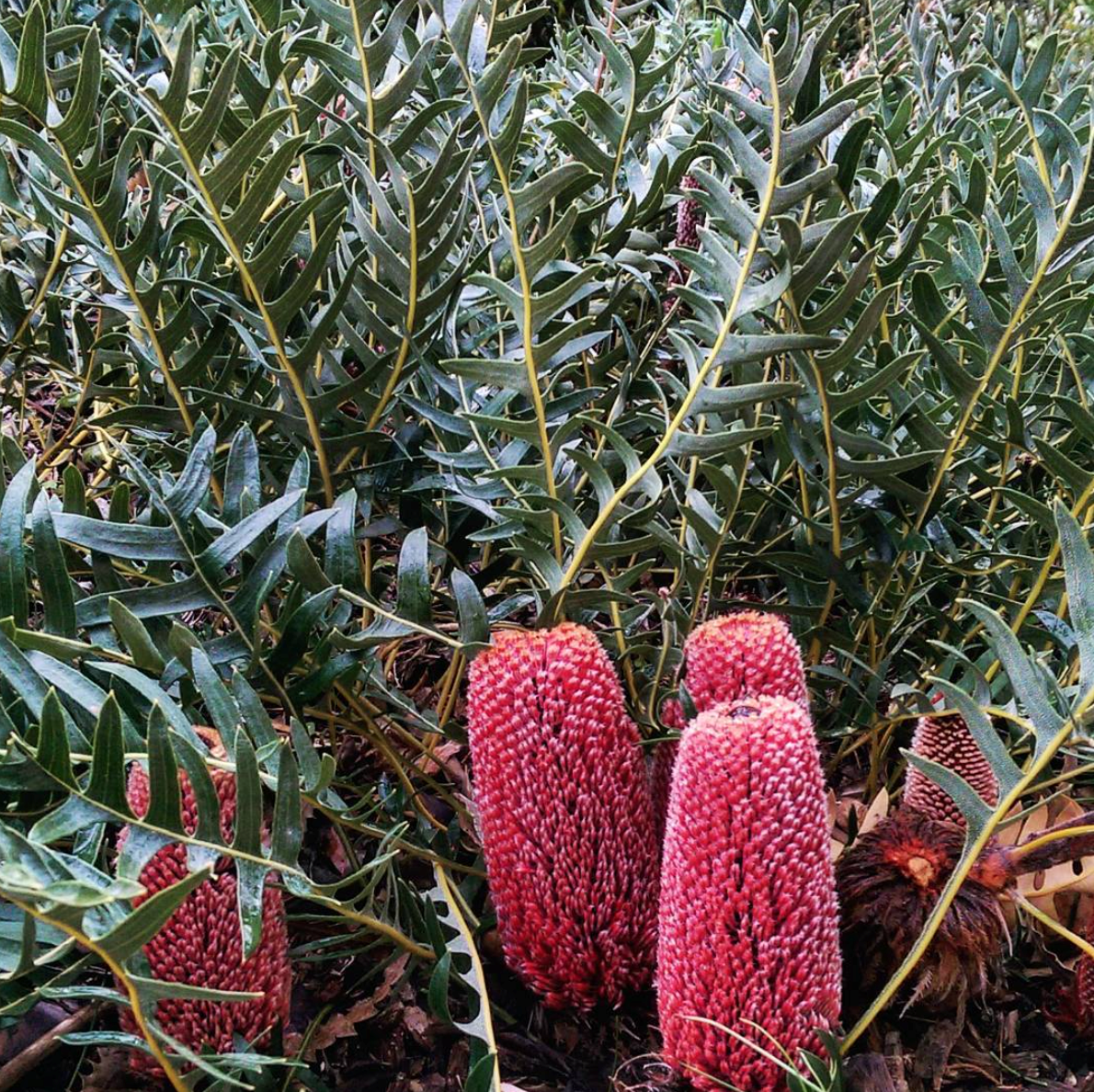 Banksia blechnifolia