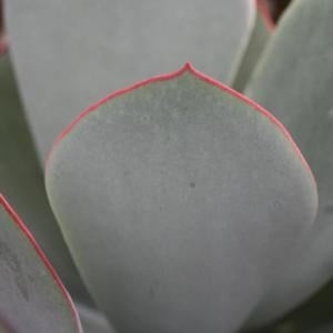 Cotyledon orbiculata 'Red Edge'