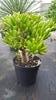 Crassula ovata 'Hobbit'