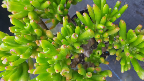 Crassula ovata 'Hobbit'