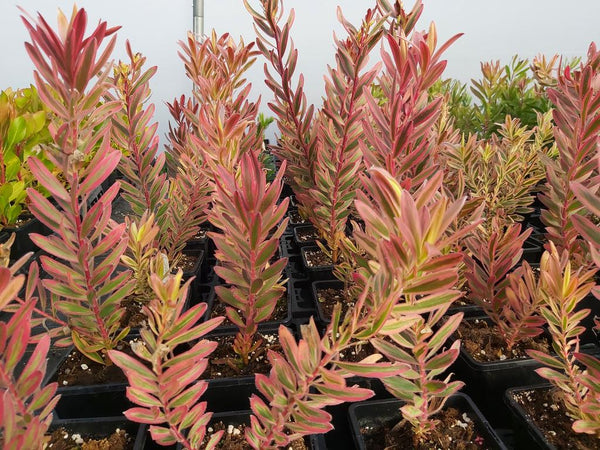 Leucadendron 'Safari Sunshine'