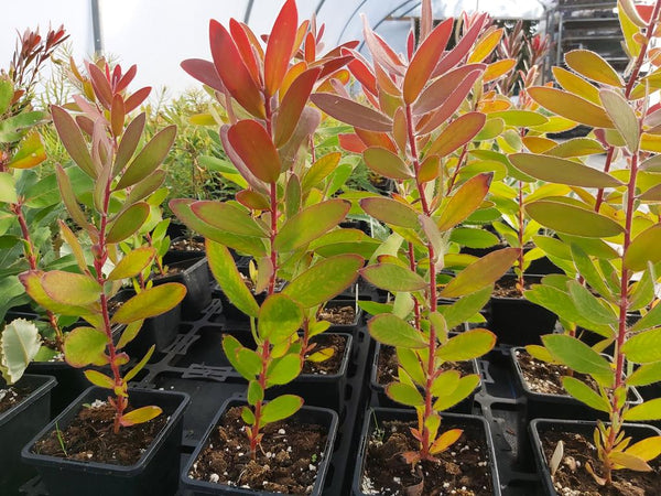 Protea aurea