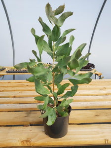 Hakea victoria