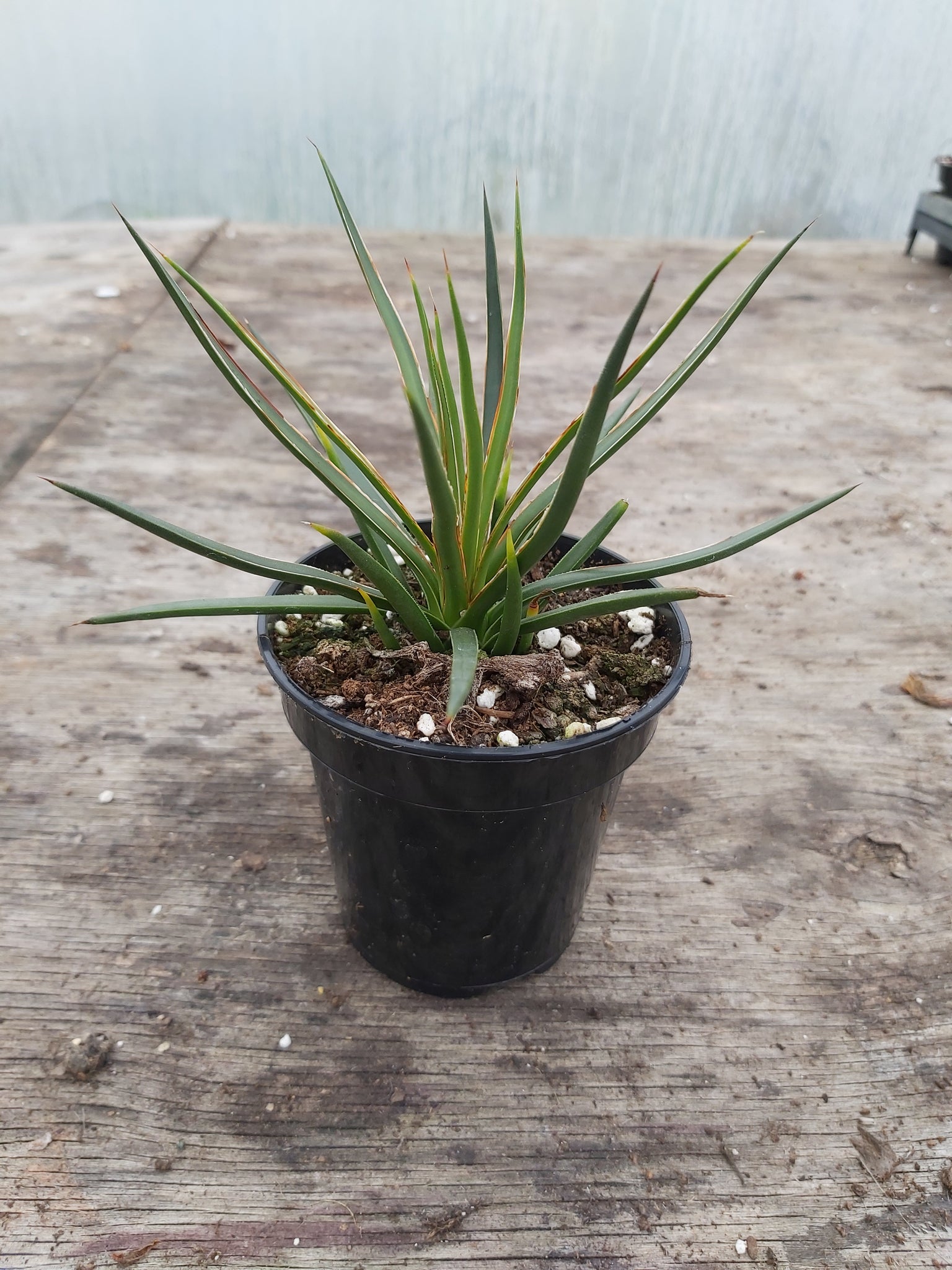 Agave geminiflora