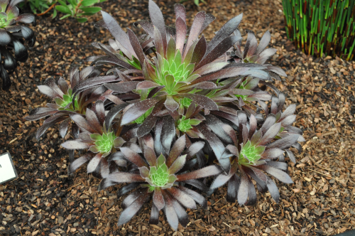 Aeonium 'Logan Rock'