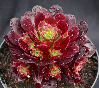 Aeonium Phoenix Flame