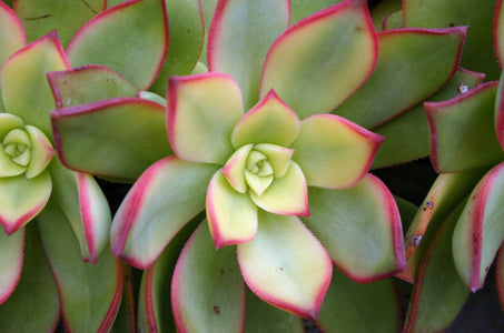 Aeonium 'Kiwi'