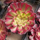 Aeonium 'Mardi Gras'