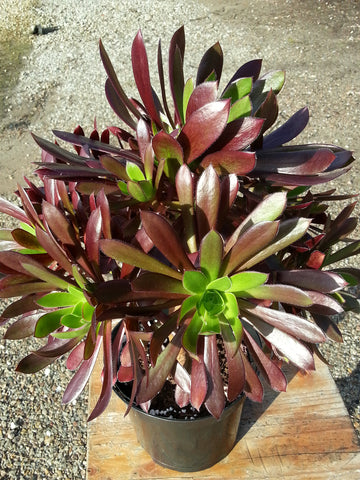 Aeonium 'Merrymaiden'