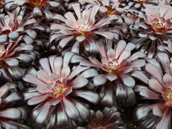 Aeonium Zwartkop