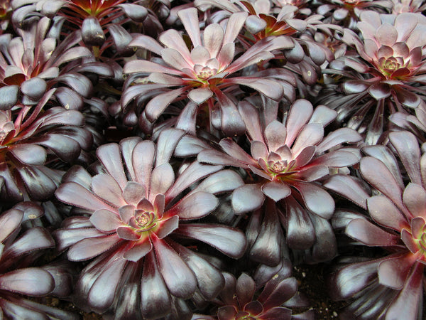Aeonium schwarzkopf