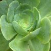 Aeonium cuneatum