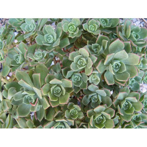 Aeonium ciliatum