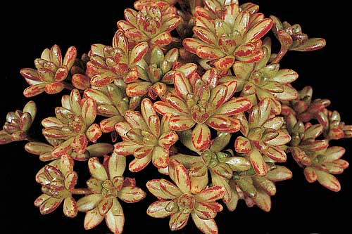 Aeonium sedifolium