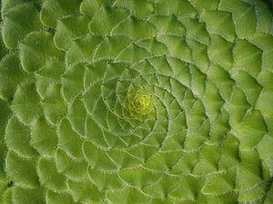 Aeonium tabuliforme