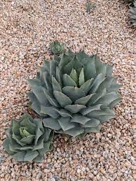 Agave potatorum