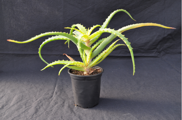 Aloe arborescens variegata