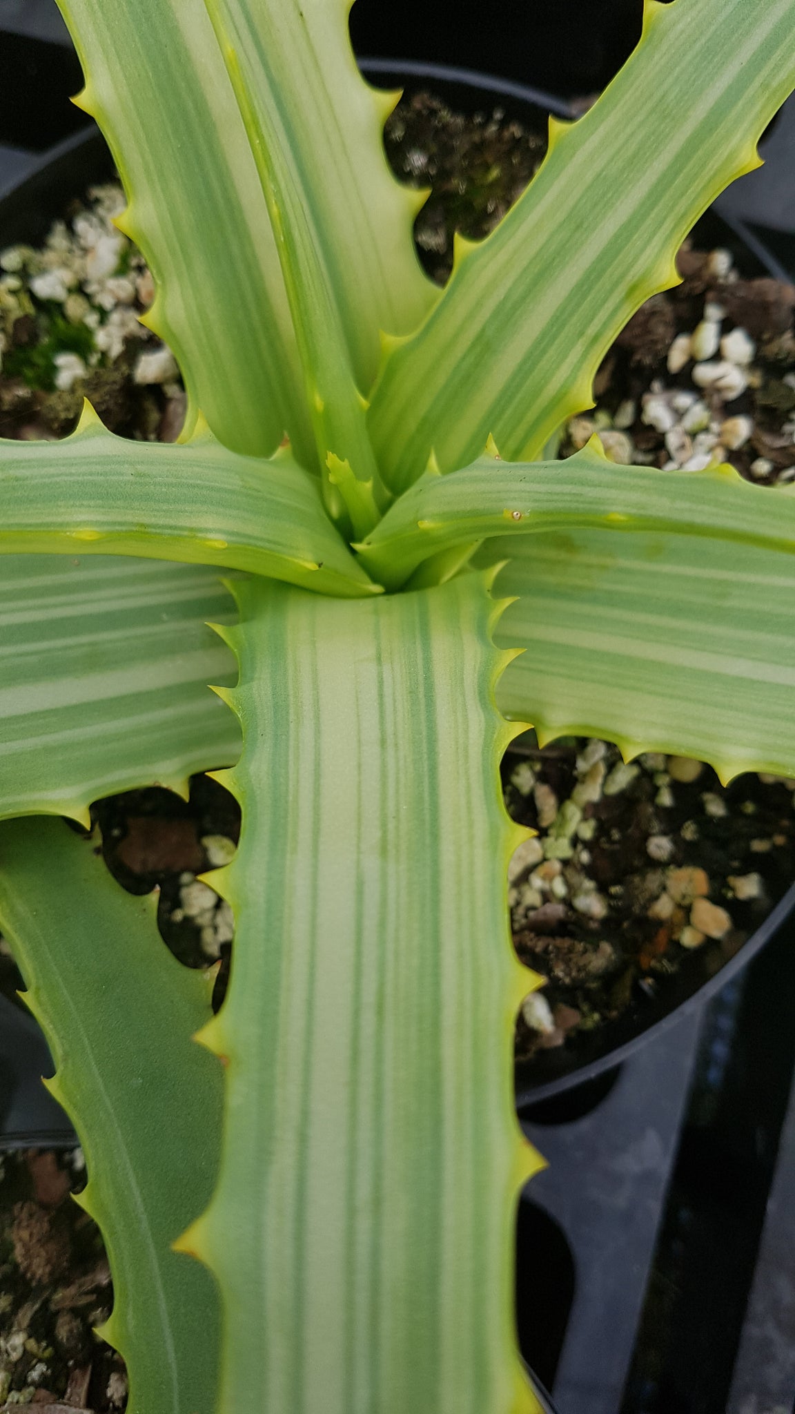 Aloe arborescens variegata