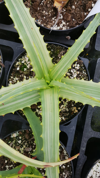 Aloe arborescens variegata
