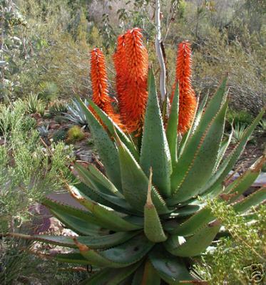 Aloe ferox