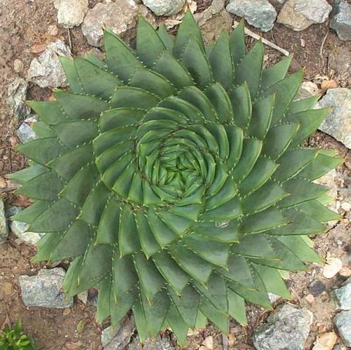 spiral aloe vera plant Aloe polyphylla 'The Spiral Aloe' – Penberth Plants