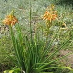 Aloe cooperi