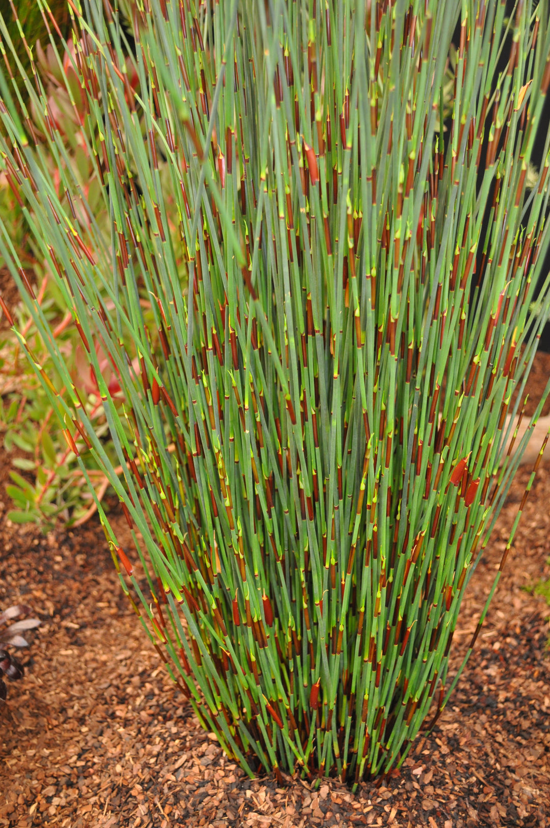 Restio Rigoratus Restios – Penberth Plants