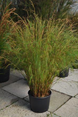 Baloskion tetraphyllum 'Cornish Gold'