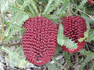 Banksia caleyi