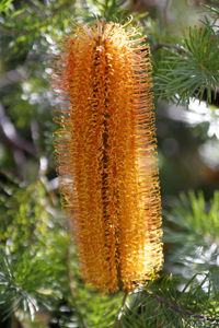 Banksia ericifolia var. macrantha