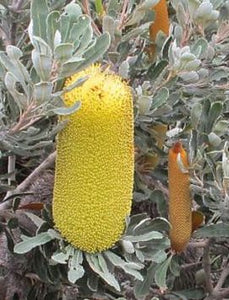 Banksia media 'Compact form'