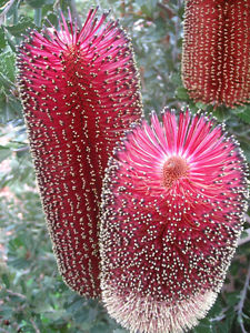 Banksia praemorsa 'Wine Red Form'