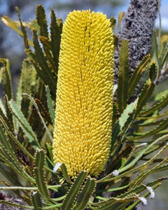 Banksia attenuata Dwarf