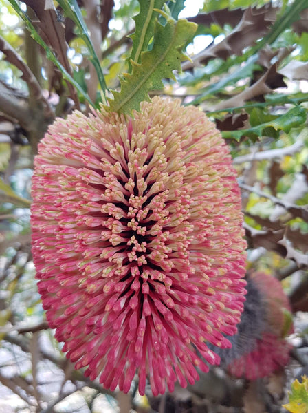 Banksia caleyi