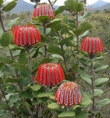 Banksia coccinea