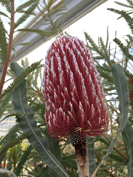 Banksia menziesii Dwarf form