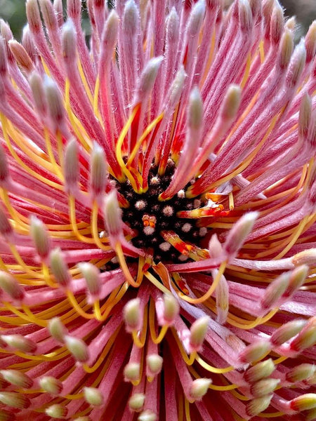 Banksia menziesii Dwarf form