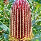 Banksia menziesii Dwarf form