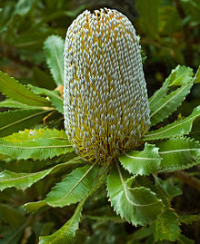 Banksia serrata