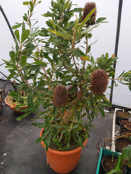 Banksia serrata