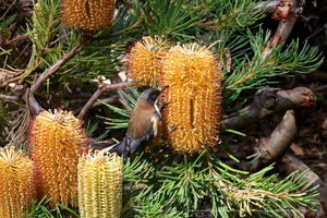 Banksia spinulosa var. spinulosa