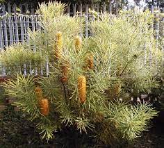 Banksia spinulosa var. collina