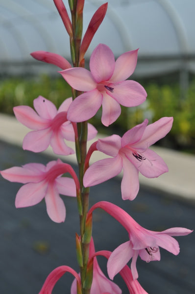 Watsonia 'Tresco Bright Pink'