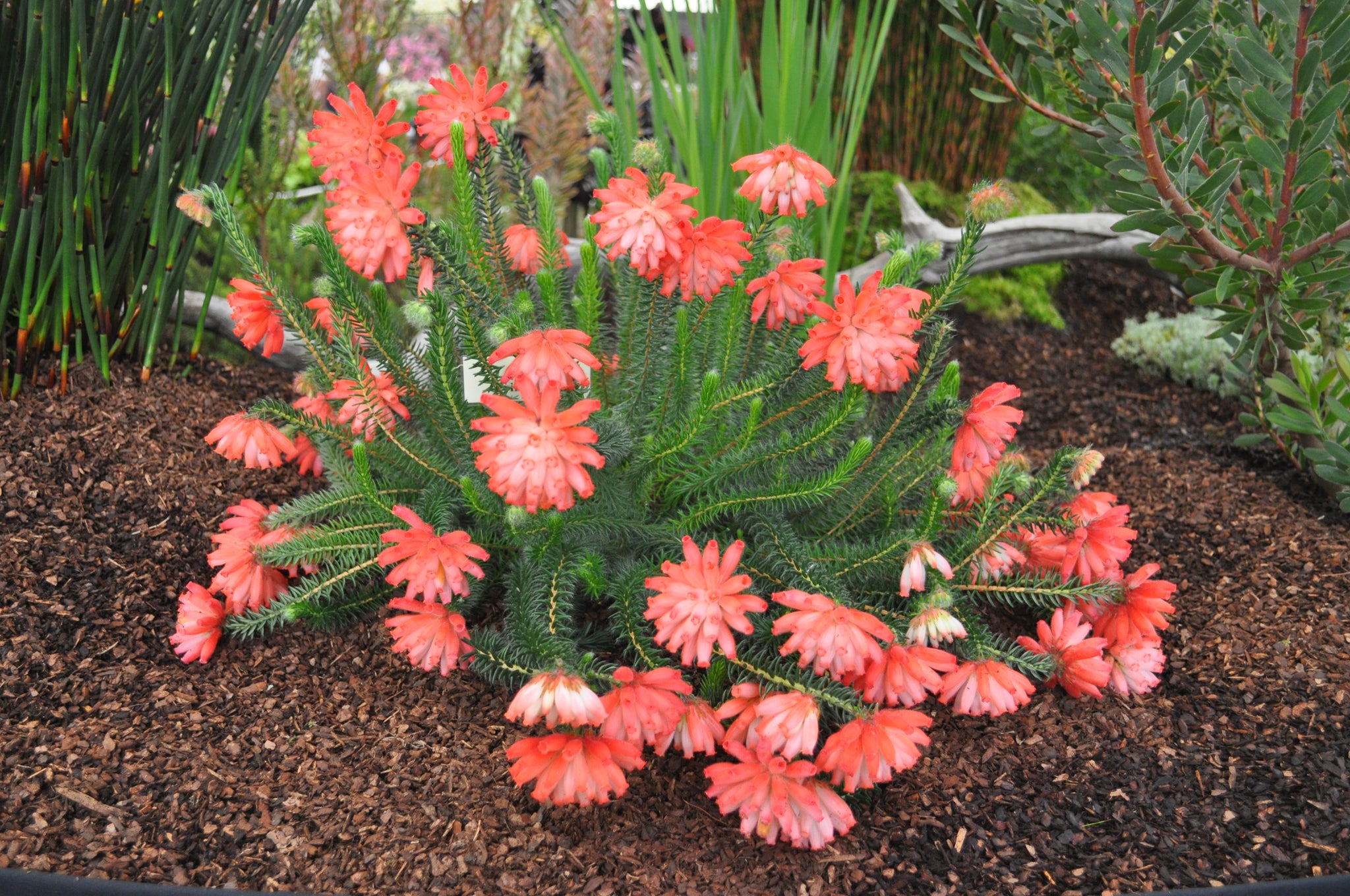 Erica cerinthoides