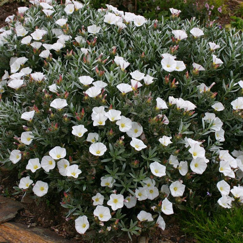 Convolvulus cneorum