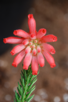 Erica cerinthoides