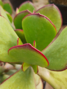 Cotyledon orbiculata