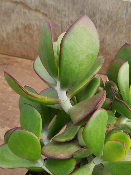 Cotyledon orbiculata