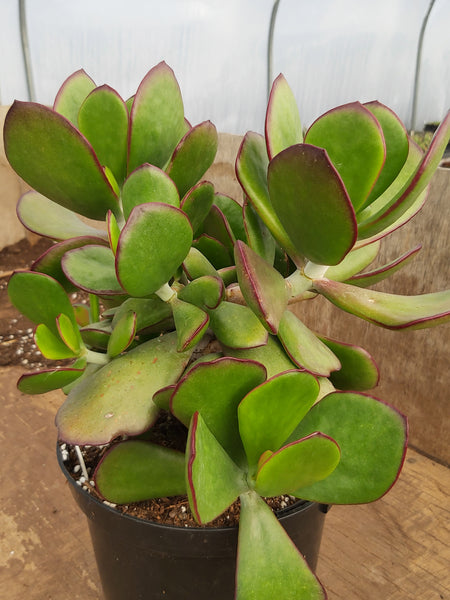Cotyledon orbiculata